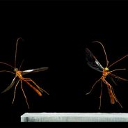 Video: These mesmerizing insect flight sequences were shot at 6,000 frames per second