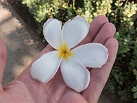 Maui Style: Panasonic Lumix DMC-FZ300 real-world samples posted