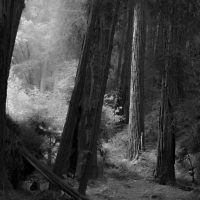 How to Take Better Photos of Trees and Forests