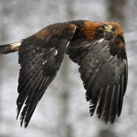 Nikon Z9 Wildlife Impressions: Libor Vaicenbacher