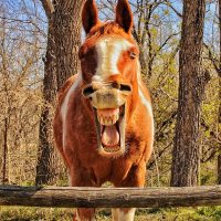 Slideshow: The hilarious winners of the 2021 Comedy Pet Photography Awards