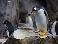 Canon EOS R3 sample gallery (DPReview TV)