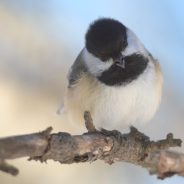 Bird Photography with Really Cheap Lenses