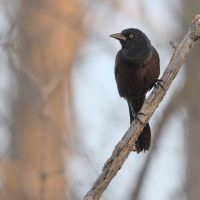 How to Get a Blurred Background in Your Photos