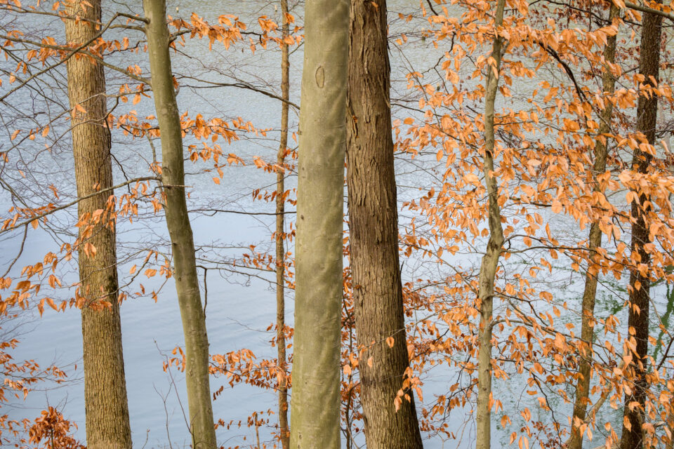 December beech leaves