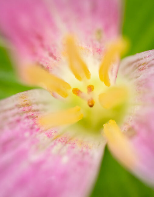 90mm macro