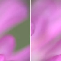 10 Tips for Better Bokeh in Photography