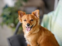 12 Days of Belvedere: A look back at puppyhood through sample photos