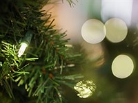 Sigma 56mm F1.4 DC DN | C sample gallery