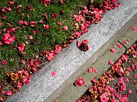 Sony FE 40mm F2.5 G sample gallery