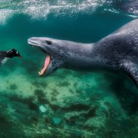 Slideshow: Winners of the 2021 World Nature Photography Awards