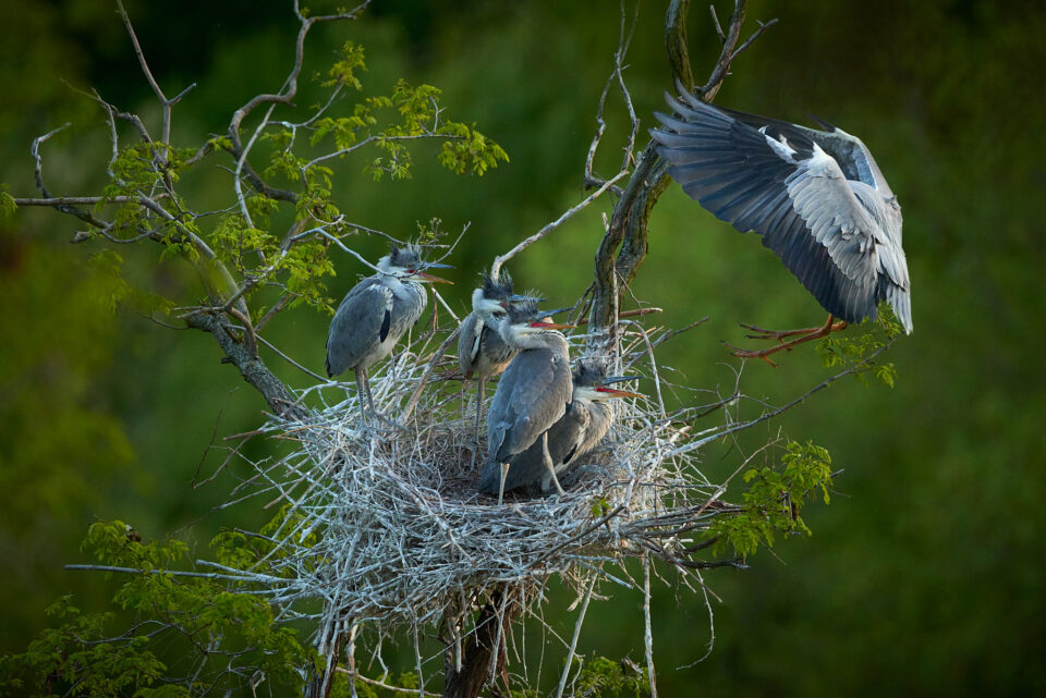Birds_in_Flight#04