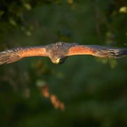 How to Photograph Birds in Flight with Sharp Results