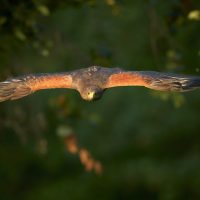 How to Photograph Birds in Flight with Sharp Results