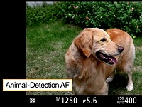 Nikon Z50 gets Animal Detection AF, Z6 and Z7 get minor improvements via firmware updates