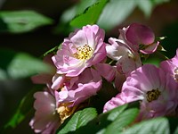 Nikon Z 24-200mm F4-6.3 VR sample gallery