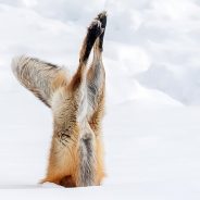 No joke: The Comedy Wildlife Photography Awards 2022 are open for entries