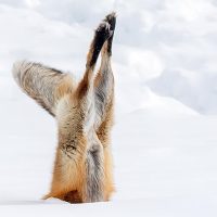No joke: The Comedy Wildlife Photography Awards 2022 are open for entries