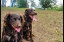 Murray River Curly Coat Retrievers