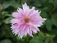 Ricoh GR IIIx sample gallery