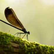 Nikon VR 105mm f/2.8G Macro Lens Review