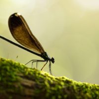 Nikon VR 105mm f/2.8G Macro Lens Review