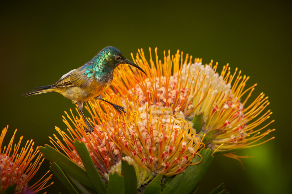 Sunbird_South Africa