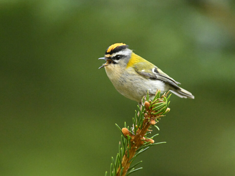 Common Firecrest_Nikon Z9