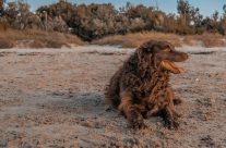 Murray enjoying the sunset on the beach